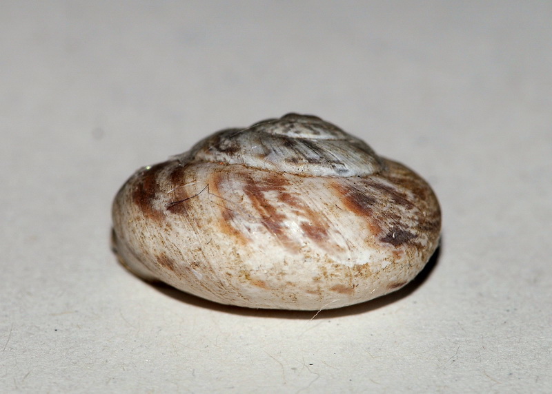 Marmorana (Murella) muralis (O.F. Mller, 1774)